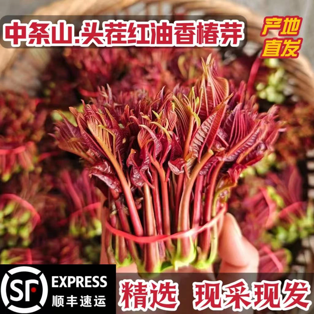 2025年红油香椿香椿芽红油香椿现采现发香椿