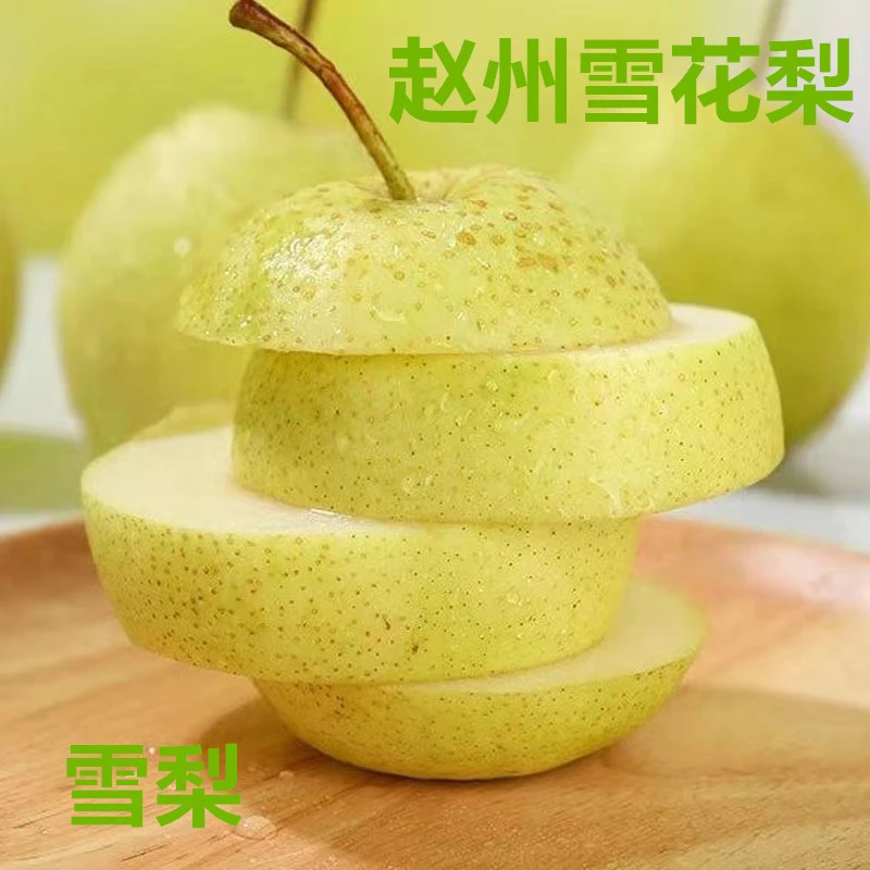 赵县雪梨赵州雪花梨应季水果梨膏5/9斤雪梨新鲜食用生鲜煲汤
