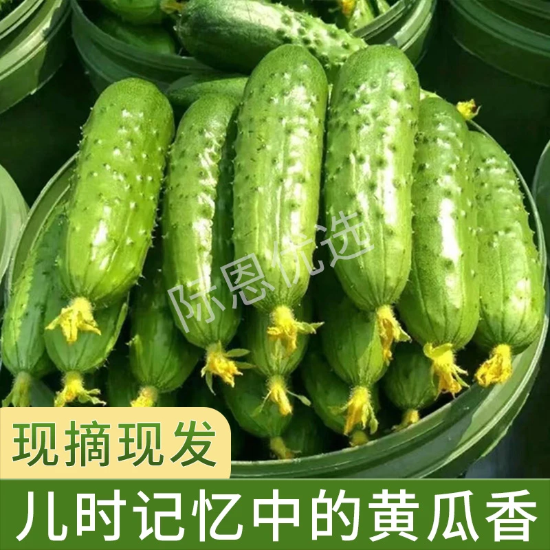 东北吉林四平优选蔬菜农产品新鲜采摘旱黄瓜产地直发3斤/5斤包邮