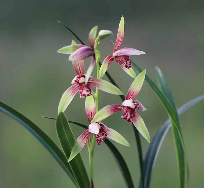 建兰  墨兰  春兰  春剑 一物一拍裸根发货