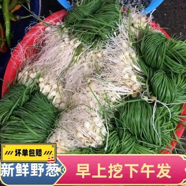 (野葱)高山野生野葱3-5把