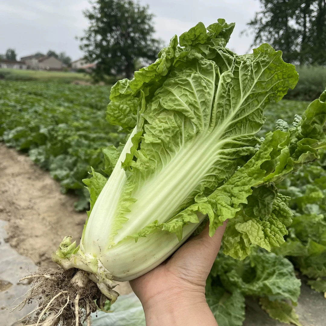 （白菜）湘西本地高山露天大白菜4.5斤