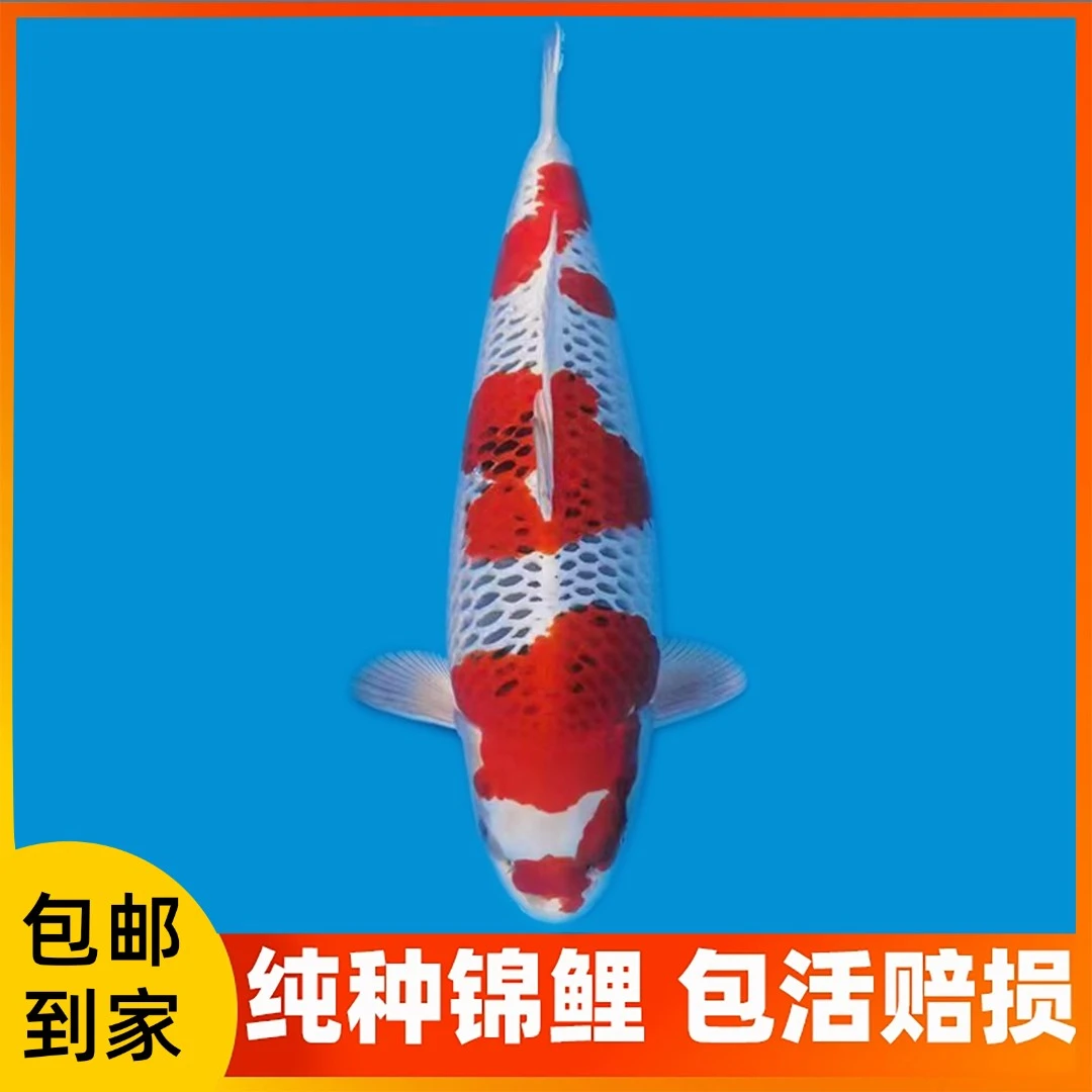 锦鲤观赏鱼红白三色大正养鱼养殖发货发货活体小鱼观赏鱼昭和