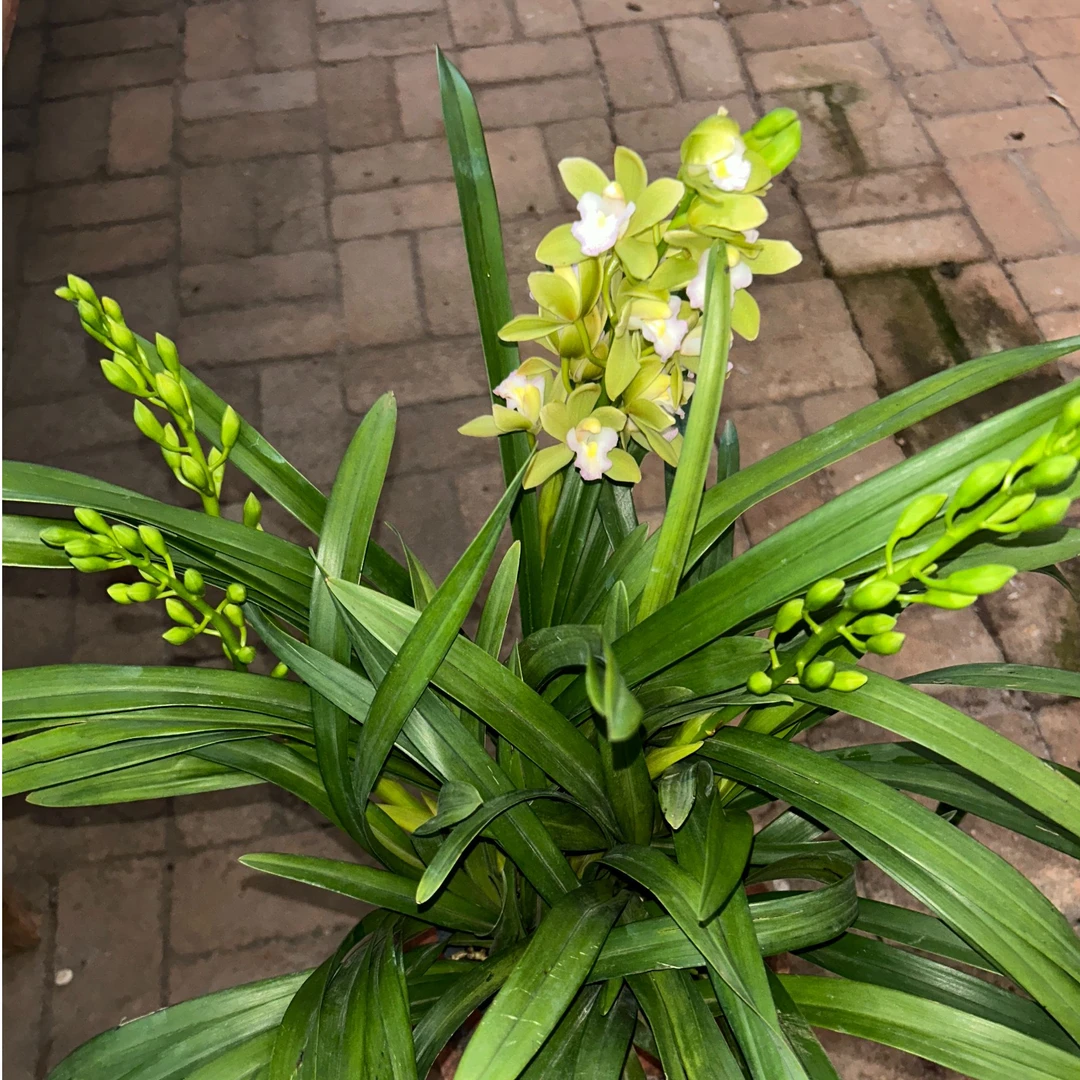 精品兰花【青花瓷】+[草梅露露]