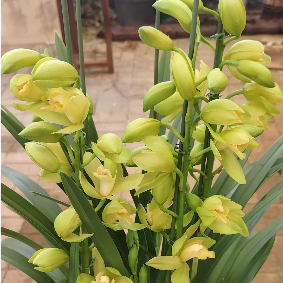 【大花蕙兰黄金美人】室内盆栽绿植花卉花卉种苗