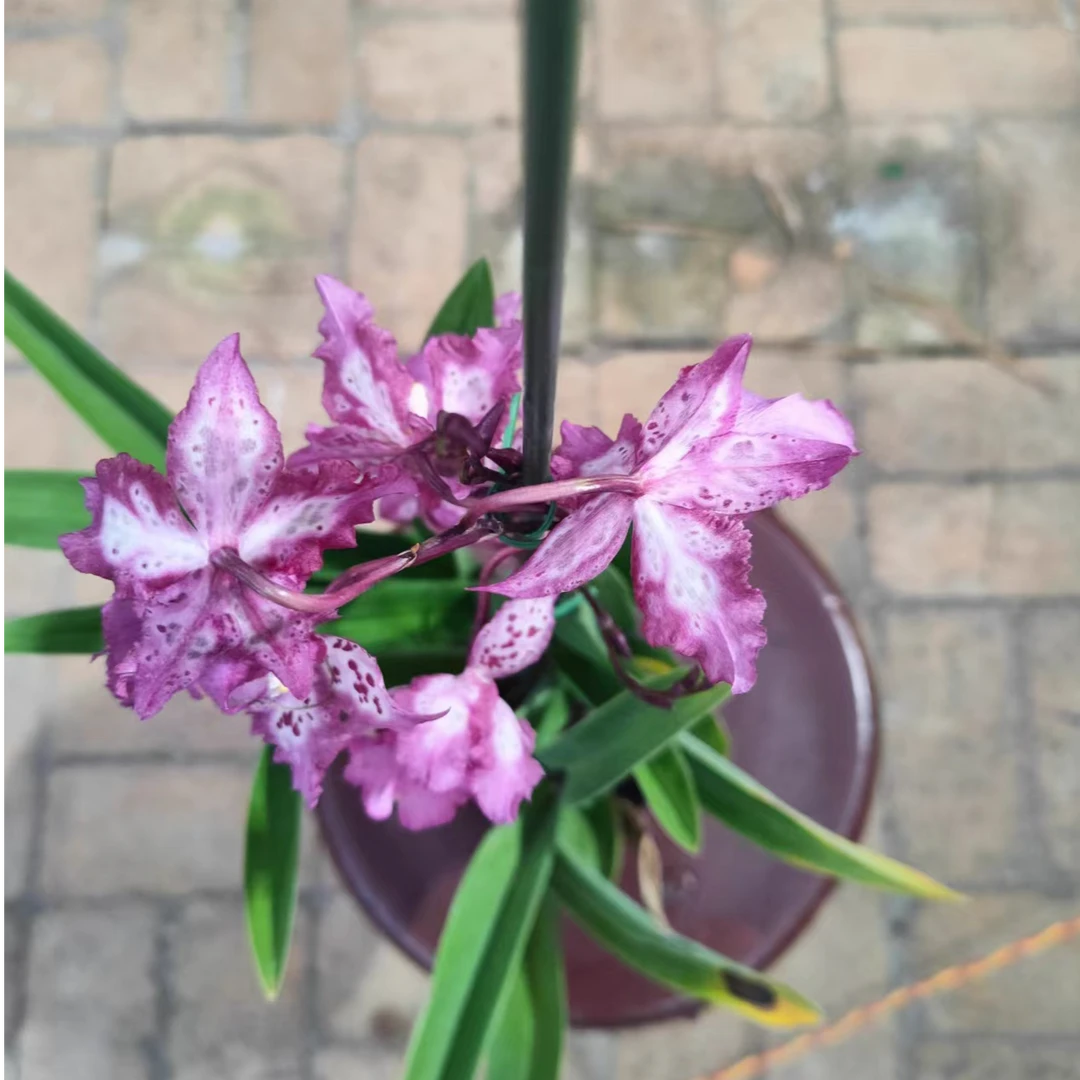 精品文心兰【豹纹】跳舞兰宝石带花苞易养活