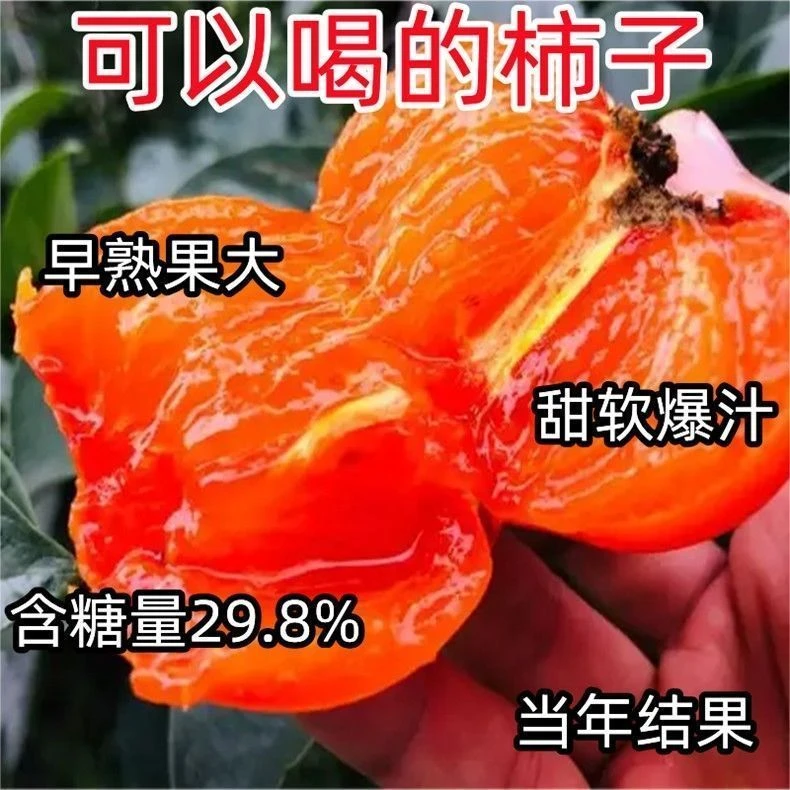 嫁接奶油柿子软柿子种特大耐旱耐寒盆栽地栽南北种植当年结果
