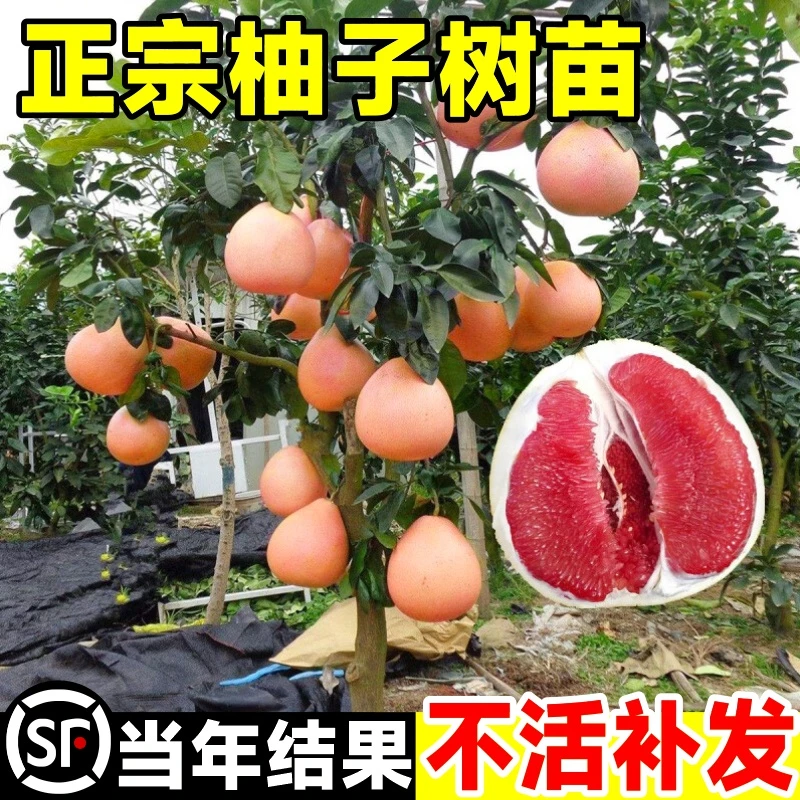 柚子树苗红心蜜柚嫁接沙田柚庭院地栽南北方种植果树果苗当年结果