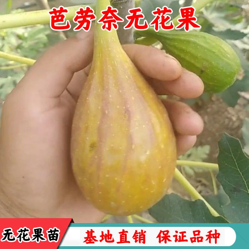 芭劳奈无花果苗特大无花果树果苗无花果树苗南北方种植当年结果