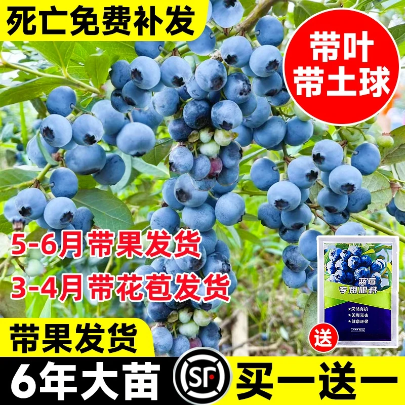 蓝莓树果苗盆栽地栽蓝莓苗特大果庭院阳台种植南北方四季水果树苗