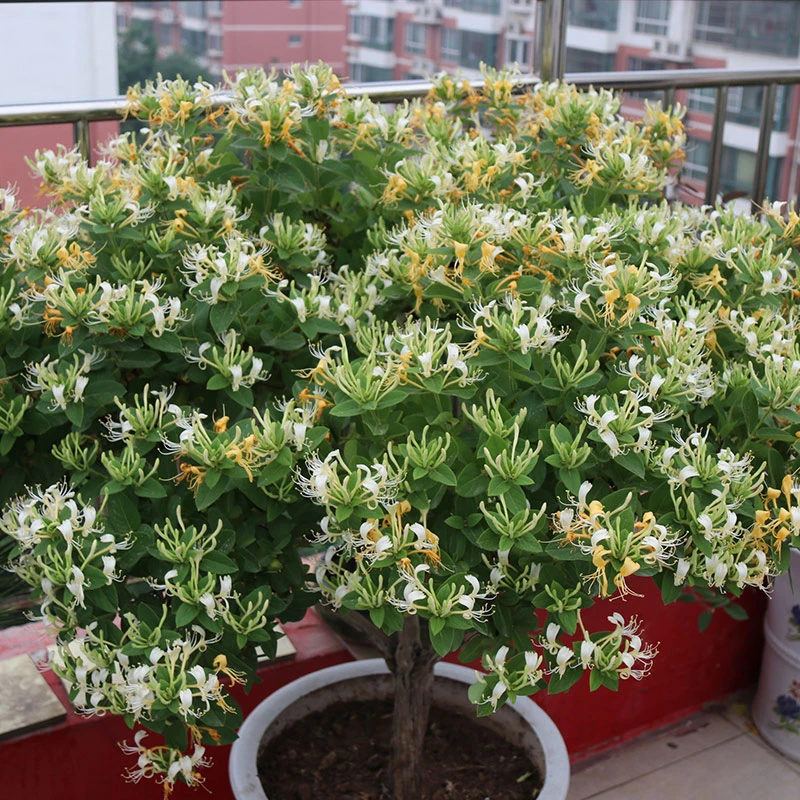 金银花树苗爬藤植物四季开花可食用药用白红黄花卉老桩金银花盆栽