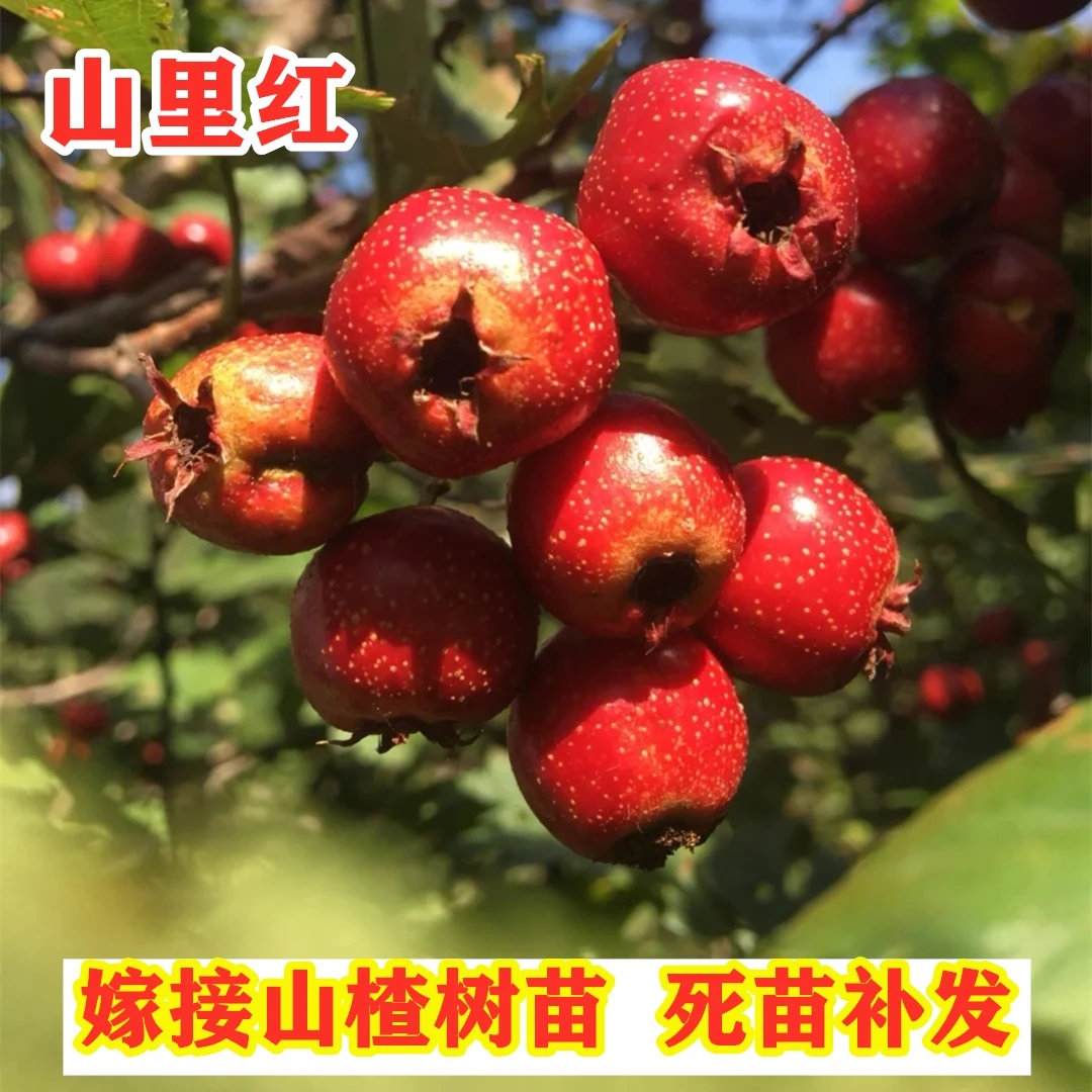 山里红山楂树苗嫁接晚熟红子山楂树南方北方种植盆栽地栽当年结果