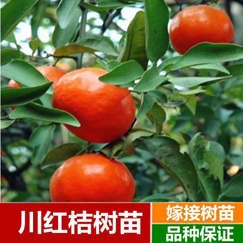 正宗川红桔红橘大红袍橘子红桔红柑子陈皮原料新鲜水果桔子果树苗