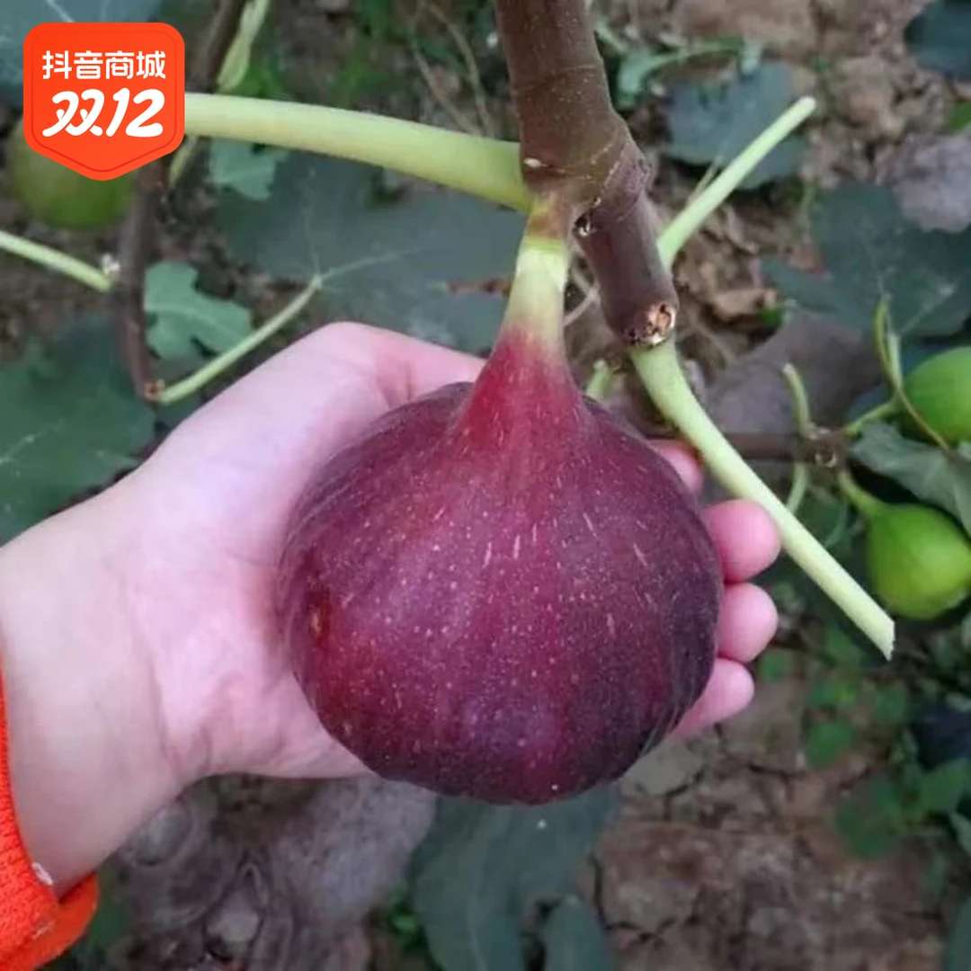 无花果树苗巴劳耐斯特拉紫色波尔 多波姬红格莱斯青花BNR无花果苗