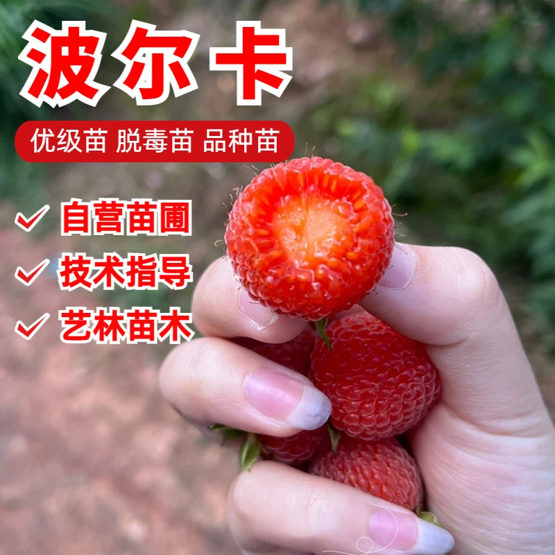 大果波尔卡双季红树莓苗盆栽覆盆子果树苗南北方地栽种植当年结果