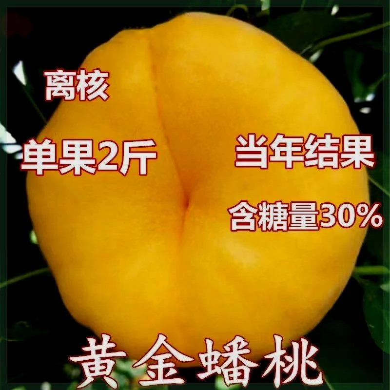 正宗黄金蟠桃树苗嫁接特大桃树树苗南北方种植盆栽地栽果树苗当年