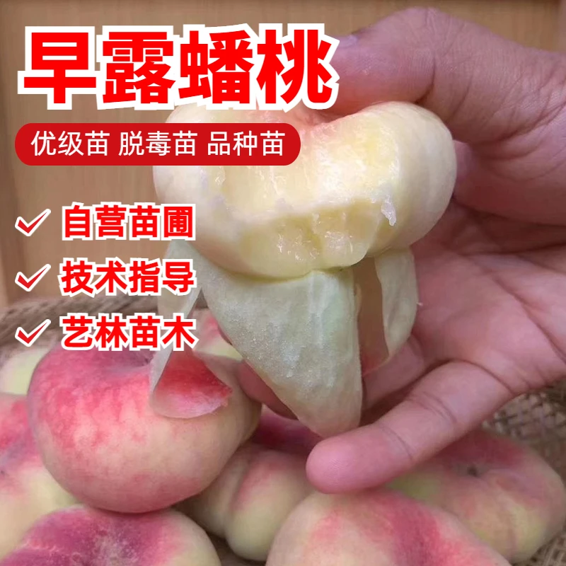 早露蟠桃树苗嫁接水蜜桃蟠桃苗北南方种植阳台盆栽庭院地栽果树苗