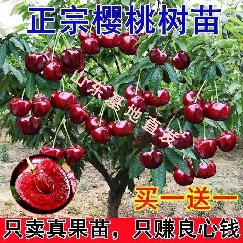 【正宗车厘子】嫁接大樱桃果树苗耐寒盆栽地栽南北方种植当年结果
