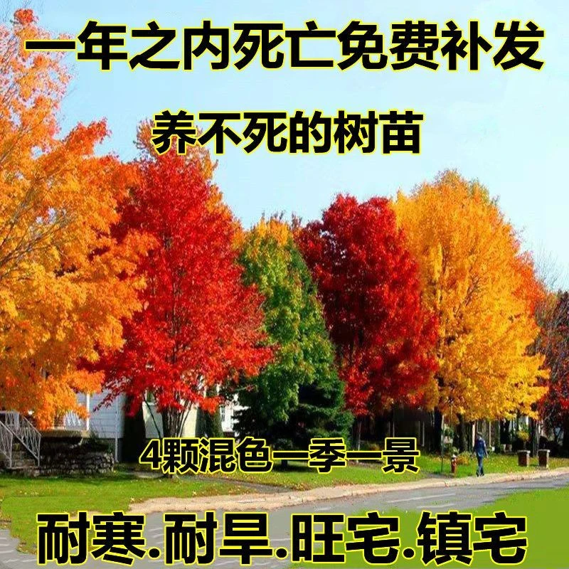 旺宅长寿树红叶银杏树苗耐寒抗冻北方室外庭院风景树四季常青盆栽