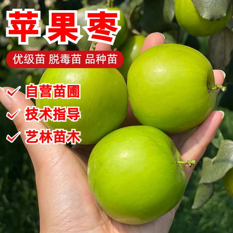 苹果枣苗牛奶枣大青枣树苗嫁接果树盆栽庭院地栽活苗南方北方种植