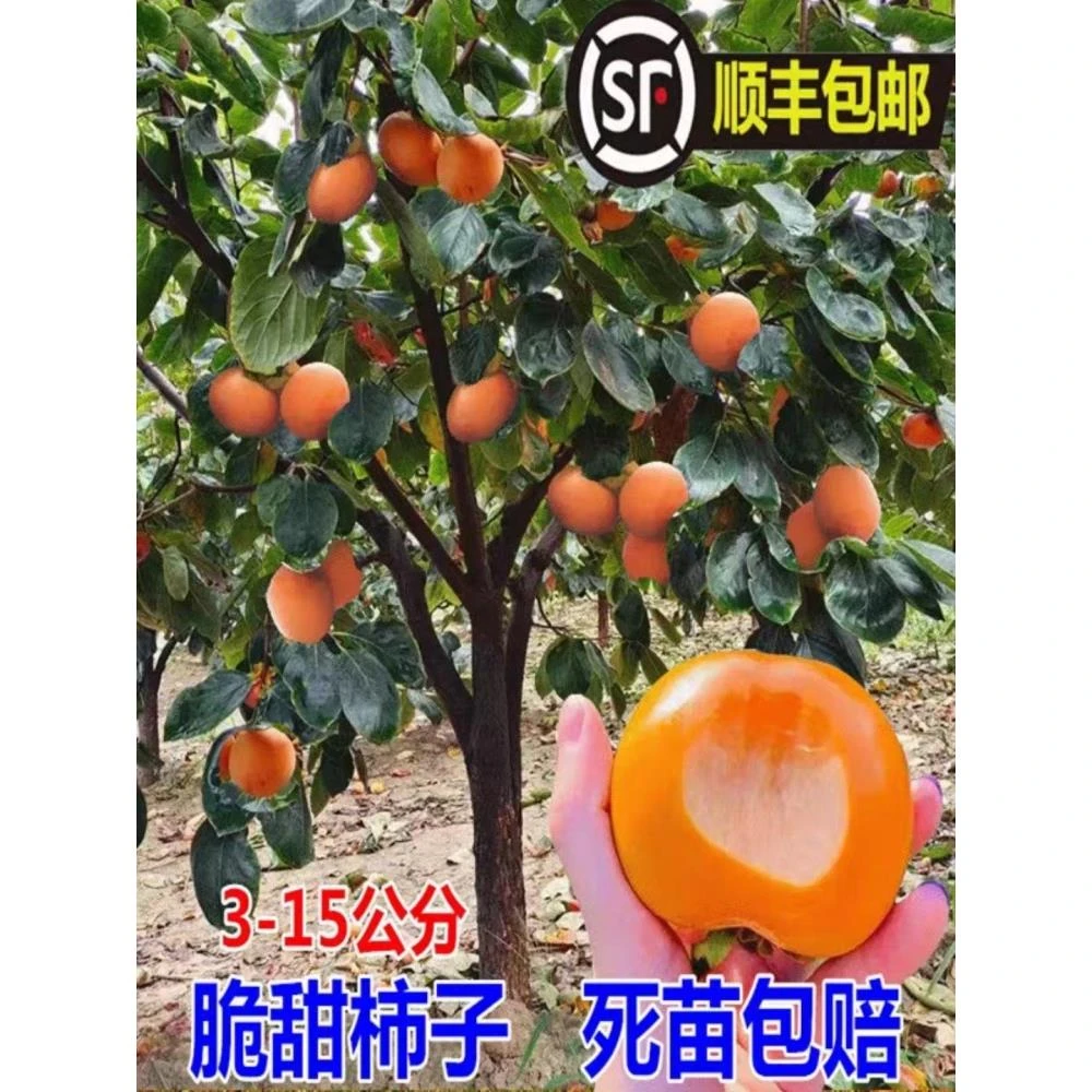 柿子苗树苗嫁接果树苗南北方种植地栽脆甜柿火晶柿子树苗当年结果