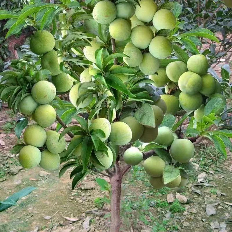 正宗嫁接蜂糖李子树苗抗寒南北方种植果树苗盆栽地栽当年结果易活