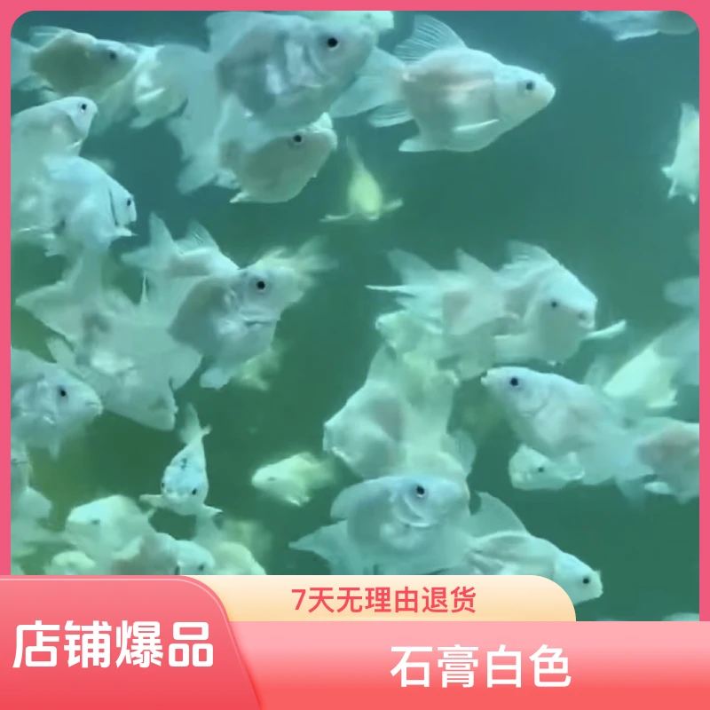 白球12～15 公分，宽鳍大尾，首鳍圆形，包邮包活到家。