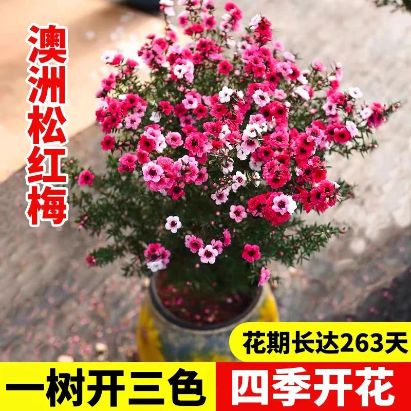 松红梅澳洲腊梅盆栽地栽阳台庭院好养