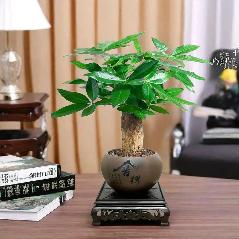 发财树中式陶瓷盆室内盆栽绿植花卉好养活四季常青耐旱办公室客厅