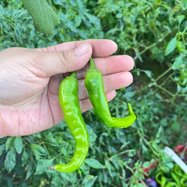 湖北宜昌新鲜农家自种土辣椒大小不一青红搭配5斤现摘不急发货