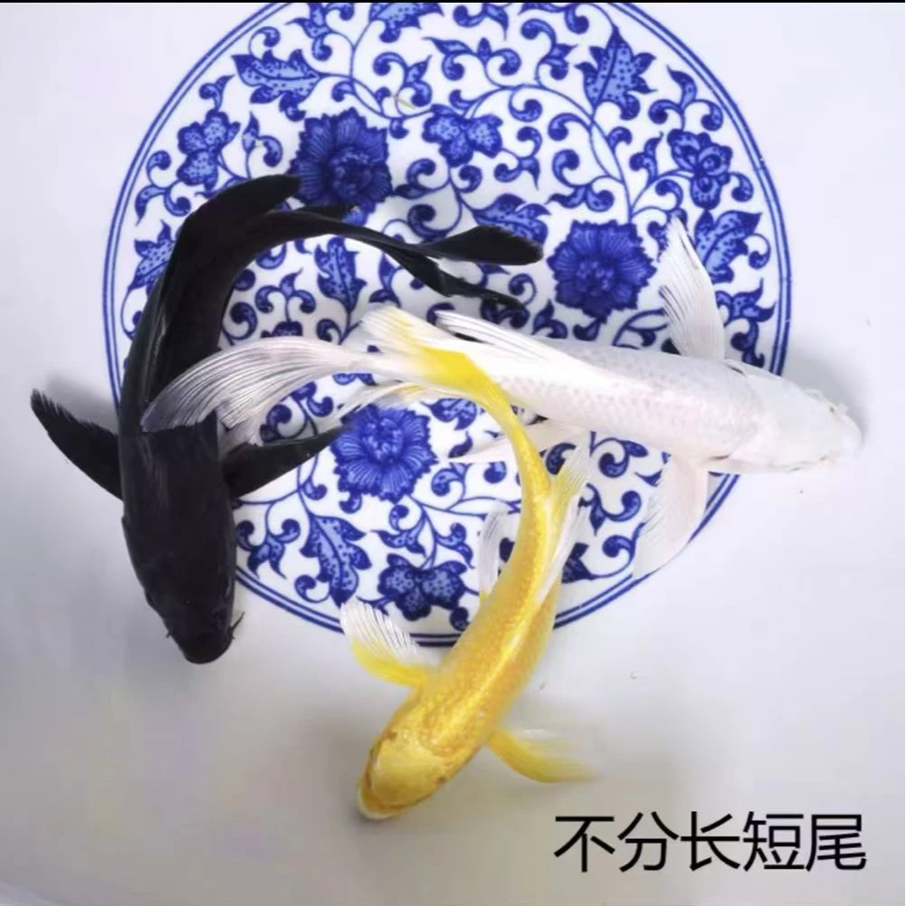 【3条锦鲤】15-17公分黄白黑锦鲤冷水观赏鱼好养耐活