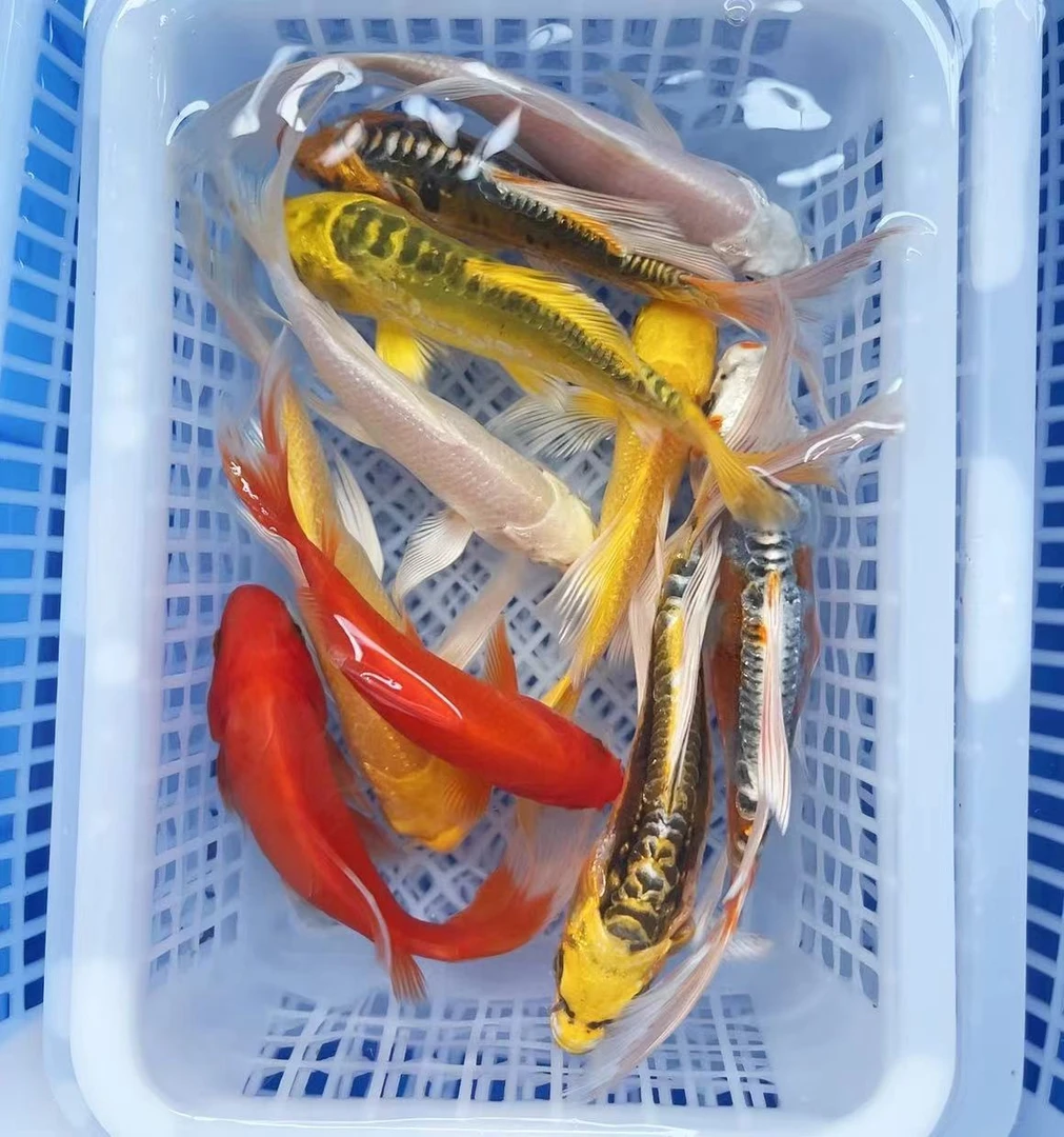 【2黄2红2白2德龙2黑】10-12公分10条冷水观赏鱼锦鲤鹦鹉好养耐活