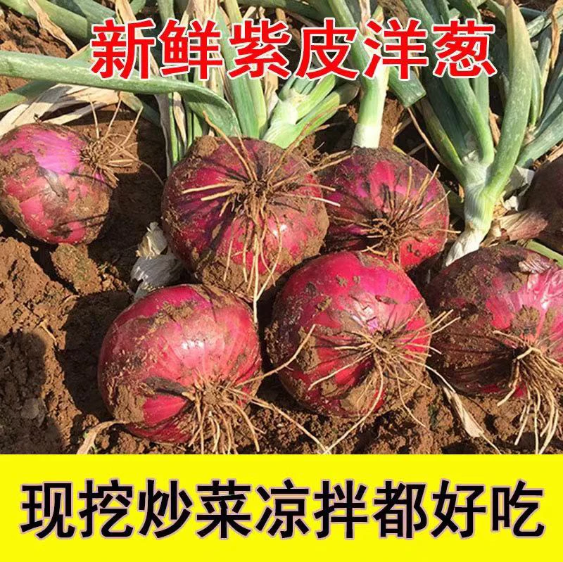 河南老家新鲜紫皮洋葱调味5斤农家自种紫色皮薄凉拌
