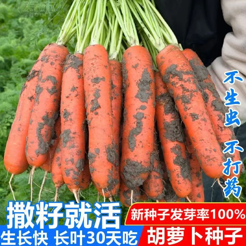 特级九寸三红胡萝卜种子甜脆水果胡罗卜种子春秋四季蔬菜种子大全