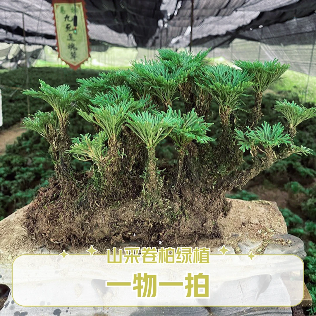 山采卷柏多年生复苏型草本蕨类绿植盆栽一物一拍直播间专属链接