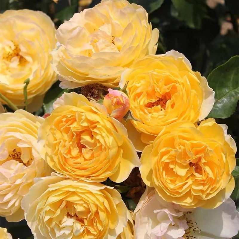 舍韦尼城堡/黄金城堡月季 ADR认证抗病耐晒黄色可藤可灌花卉庭院