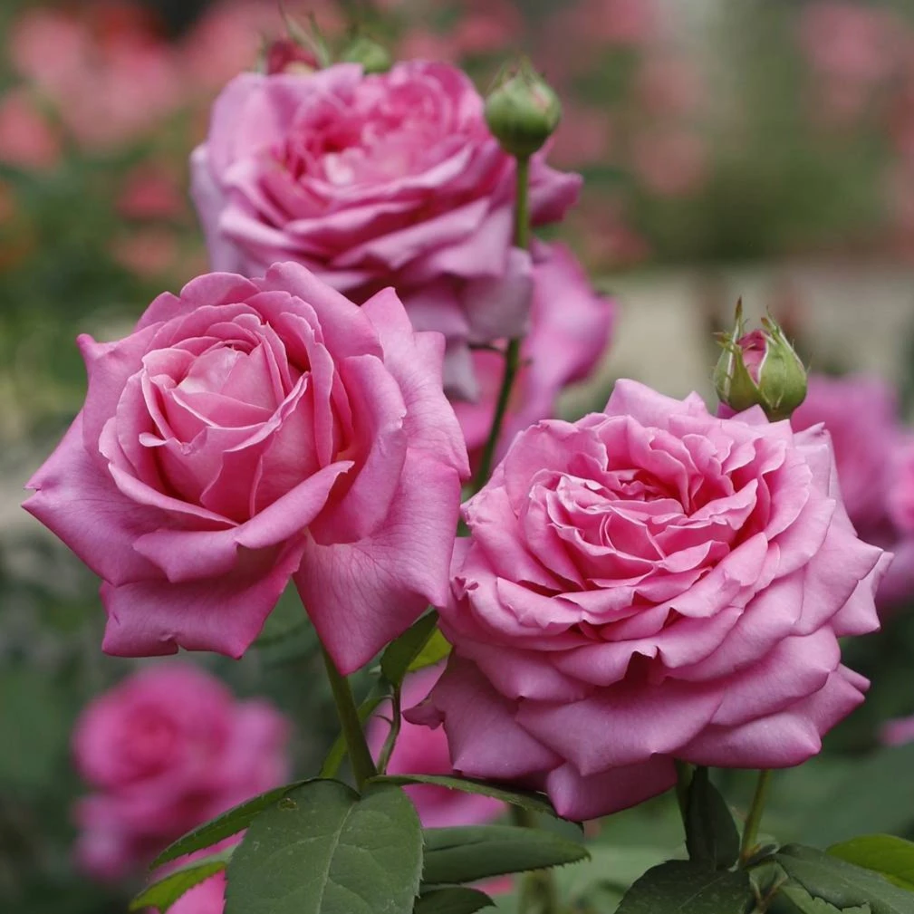 国月醉红颜月季 俞红强大花浓香抗病耐寒灌木花卉盆栽庭院植物