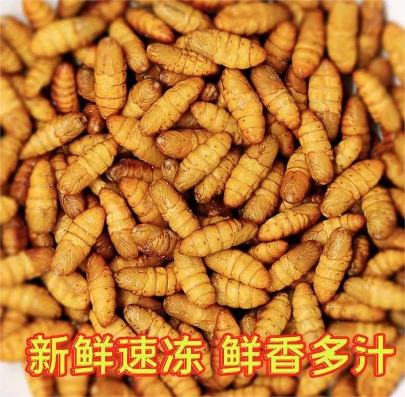新鲜速冻蚕蛹8包,每包250克