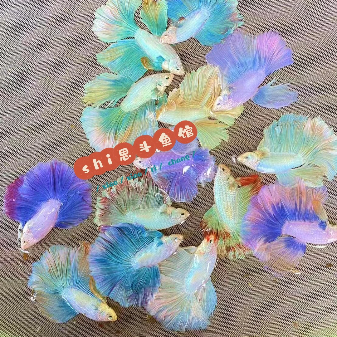 shi思斗鱼泰国斗鱼婚纱精品区C01～C25