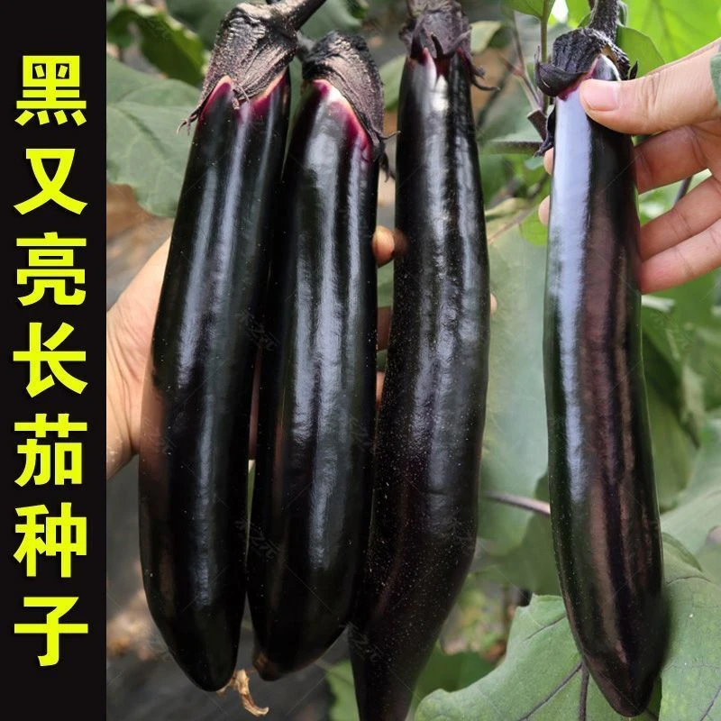 （拍2发3）早熟甜糯烧烤茄子种子紫黑色甜糯春夏秋四季播长茄蔬菜籽