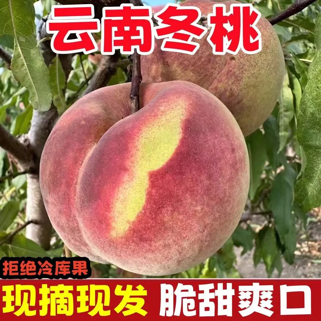 顺丰包邮云南红玉冬桃云南高原新鲜甜脆冬桃毛桃皮薄肉厚坏果包赔