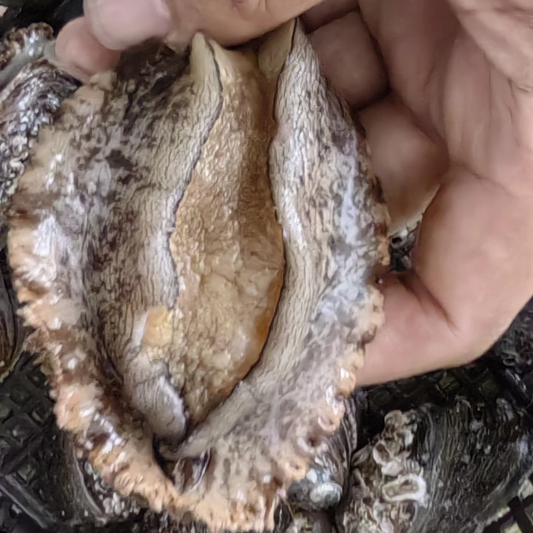 5个头活鲍鱼，一斤5个煮熟包邮