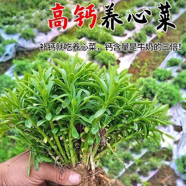 养心菜种子四季春秋多年生救心菜种子高钙菜籽蔬菜种子盆栽菜种籽