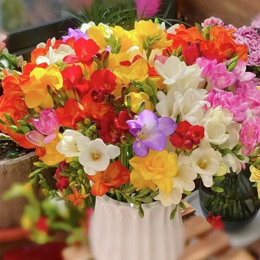 【香雪兰种球】四季种植耐寒阳台庭院花盆 开花爆满 花香四溢