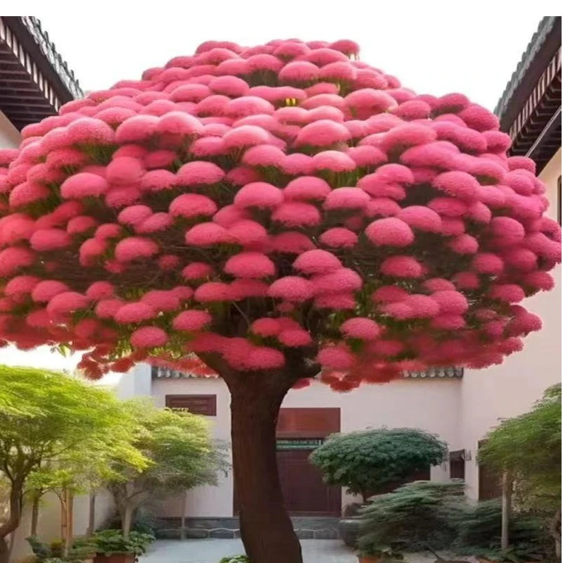 【浓香型】流苏树苗室外庭院植物风景树行道树驱蚊草南北方都能种