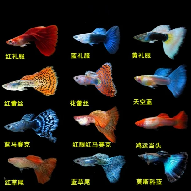 孔雀鱼小型观赏热带淡水鱼凤尾孔雀