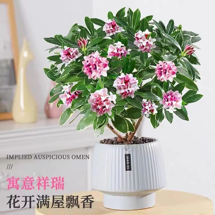 【大棵】金边瑞香冬天带花苞耐寒盆栽室内观花绿植四季开花花卉