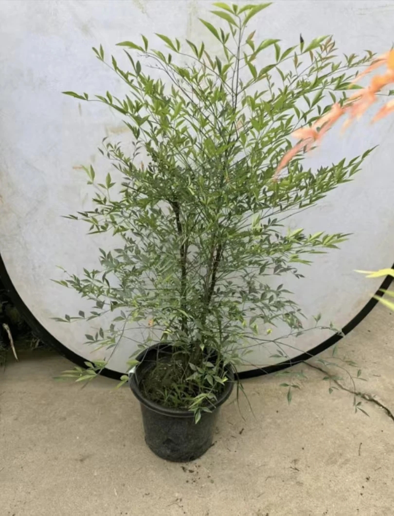 绿植一物一拍链