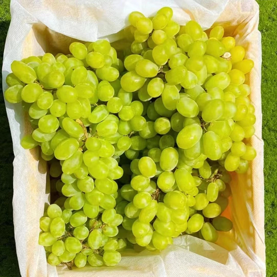 新疆无核白小蜜蜂葡萄一筐4.5斤左右