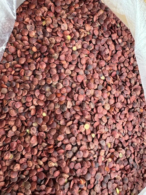 滇南特产“酸-早-仁”250g起————“非当归”